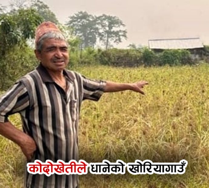 कोदोखेतीले धानेको खोरियागाउँ