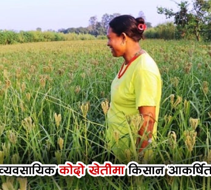 कोदो : गरिबको खाना, धनीको भोजन !