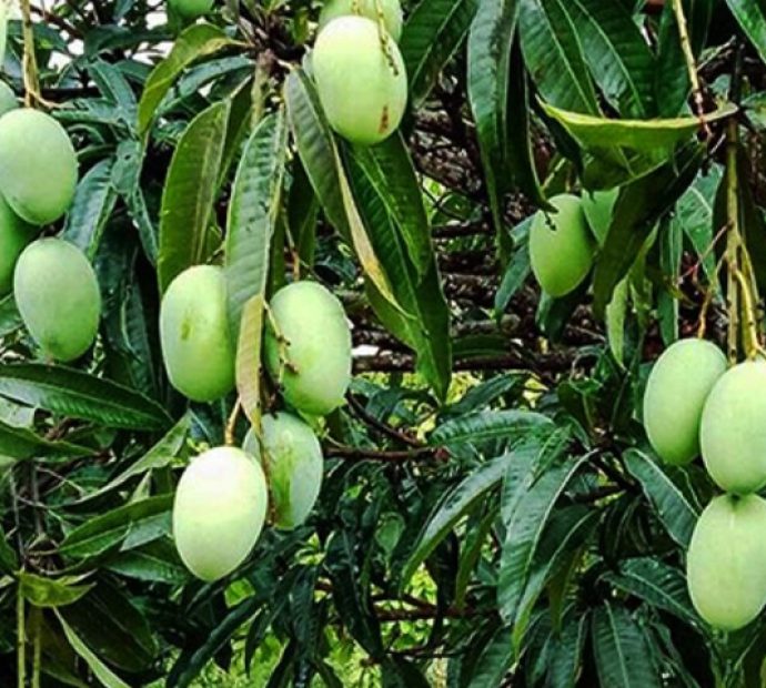 बागवानीको आँप ५३ लाख ठेक्कामा