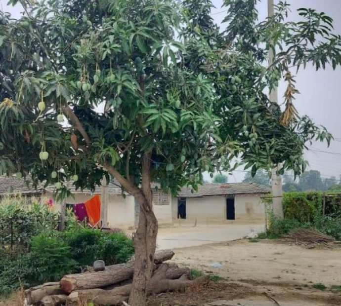 एउटै बोटमा दुई जातका आँप