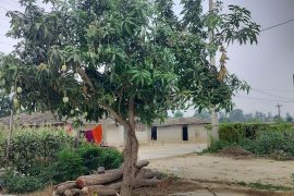 एउटै बोटमा दुई जातका आँप