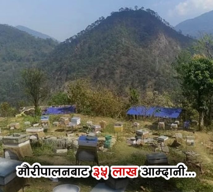 सुन्तला छाडेर मौरीपालन गर्दा वार्षिक ३५ लाख आम्दानी