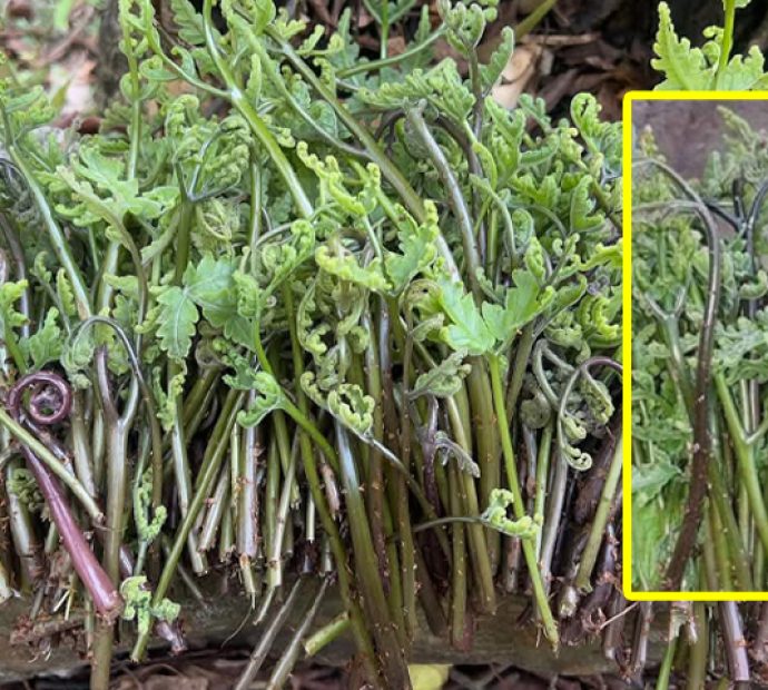 कस्तो निगुरो खाने र किन खाने ?