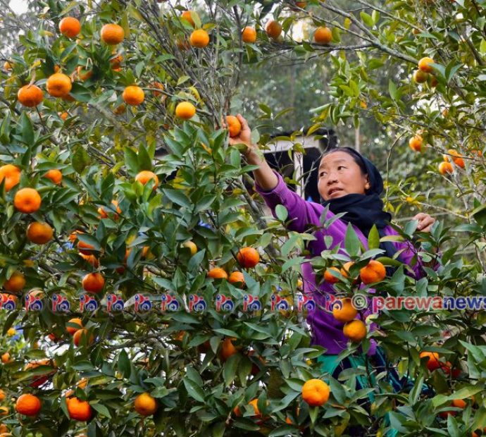 भीरकोटका सुन्तला १० करोडमा बिक्री