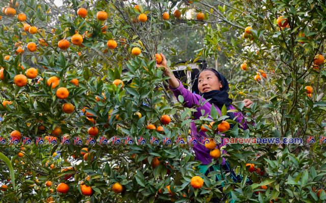 भीरकोटका सुन्तला १० करोडमा बिक्री