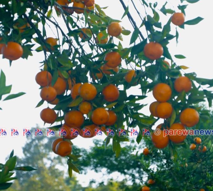 गण्डकीमा चार अर्बभन्दा धेरैको सुन्तला उत्पादन
