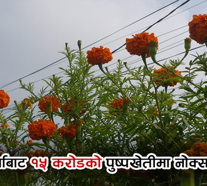 वर्षाबाट १५ करोडको पुष्पखेतीमा नोक्सान