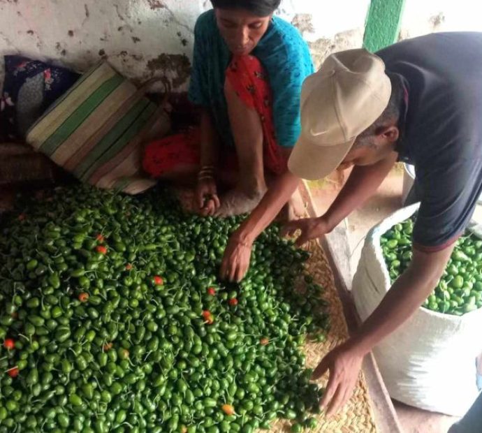 भोजपुरका किसानको आम्दानीको स्रोत ‘अकबरे’