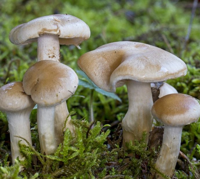 जङ्गली च्याउ खाँदा ११ बिरामी