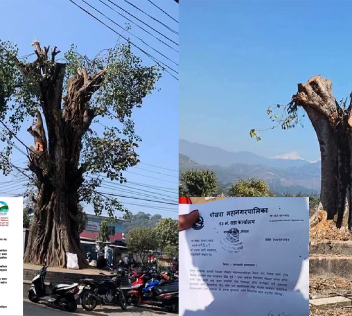 चौतारा ढालेर कोटीहोमलाई दाउरा !