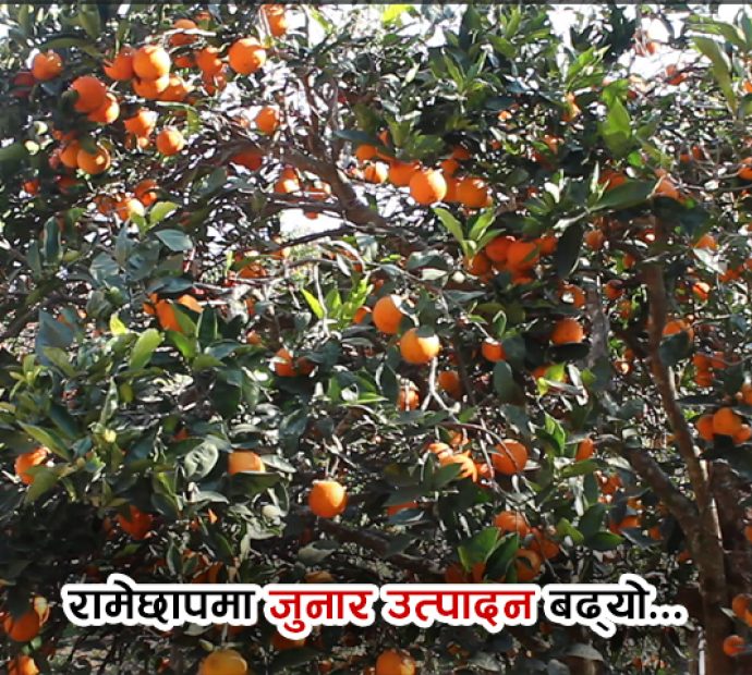 रामेछापमा जुनार उत्पादन बढ्यो