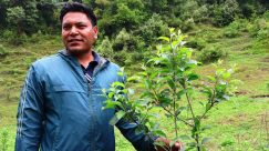 सार्वजनिक जग्गामा गाउँपालिकाको स्याउ बगैँचा