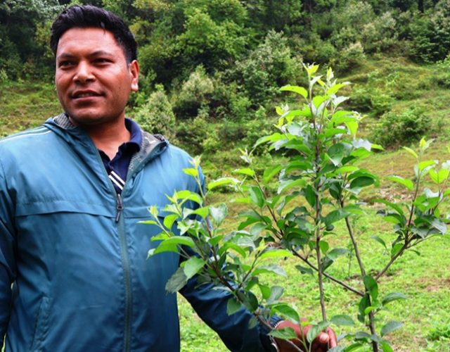 सार्वजनिक जग्गामा गाउँपालिकाको स्याउ बगैँचा