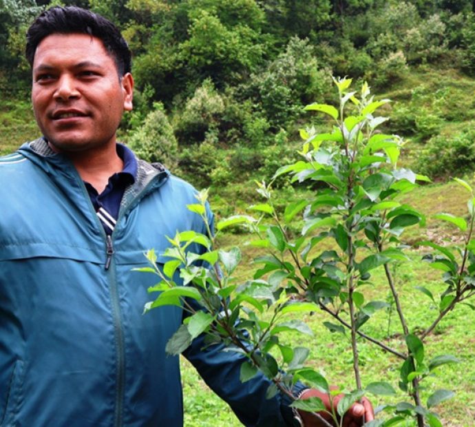 सार्वजनिक जग्गामा गाउँपालिकाको स्याउ बगैँचा