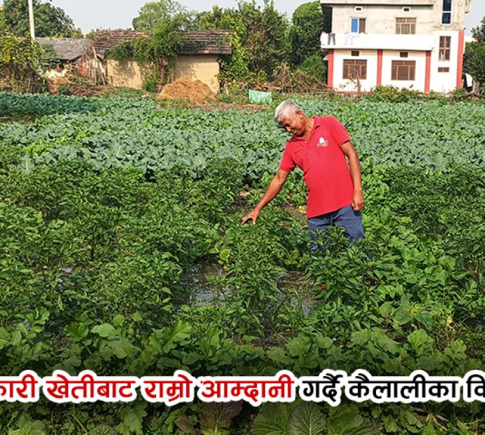 तरकारी खेतीबाट राम्रो आम्दानी गर्दै कैलालीका किसान