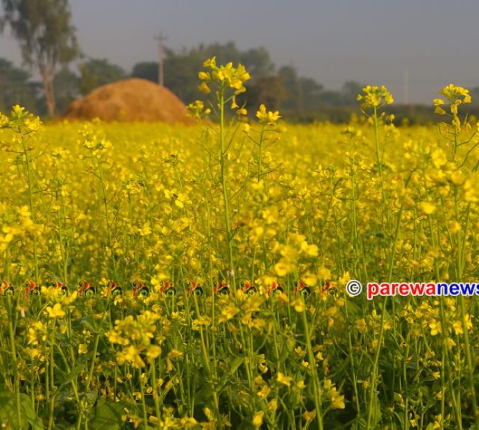 तोरीखेतीलाई पोखरा महानगरको अनुदान