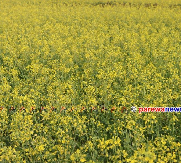 तोरीले पहेंलपुर नवलपरासीका फाँट