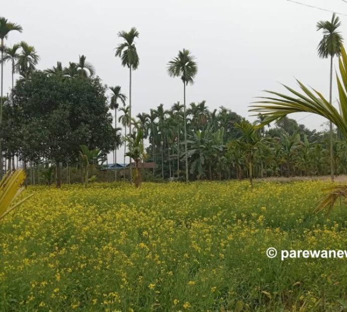 एउटै पालिकामा २५ सय बिघामा तोरी खेती