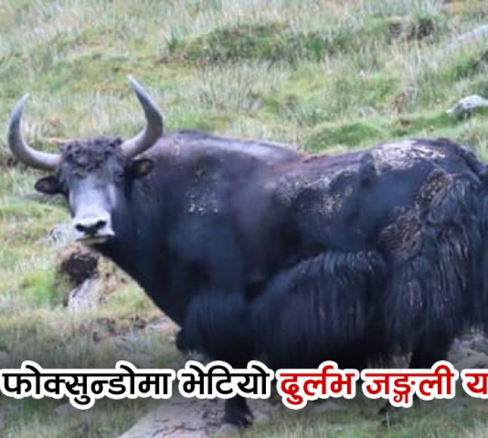 शे-फोक्सुन्डो राष्ट्रिय निकुञ्जमा दुर्लभ जङ्गली याक