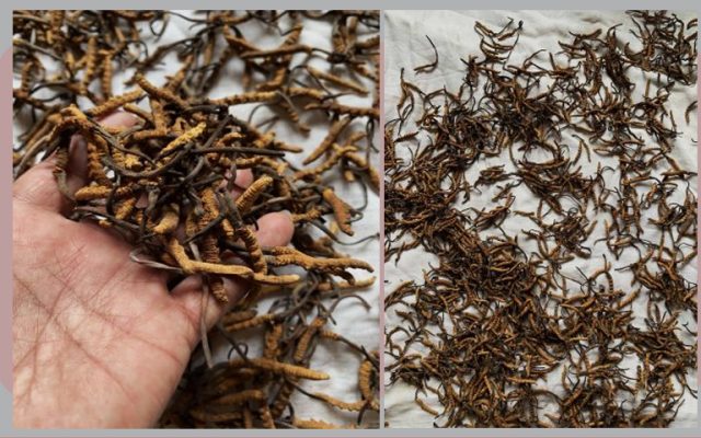 डोल्पामा जेठ १० देखि यार्सागुम्बा संकलन गर्न पाइने