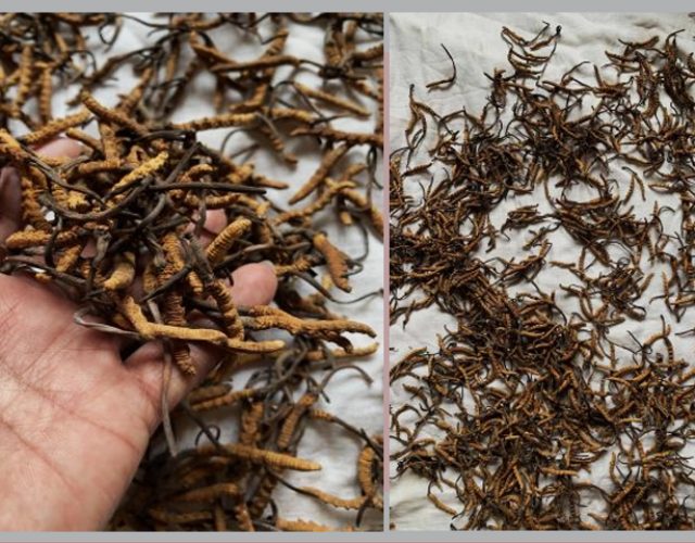 डोल्पामा जेठ १० देखि यार्सागुम्बा संकलन गर्न पाइने